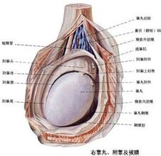 男人精囊炎并发症都有哪些呢? 男人精囊炎并发症都有哪些呢?
